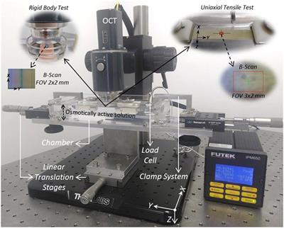 Three-Dimensional Full-Field Strain Measurements across a Whole Porcine Aorta Subjected to Tensile Loading Using Optical Coherence Tomography–Digital Volume Correlation